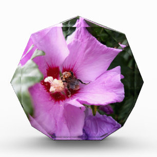 Bloc Photo Bumblebebe sur la fleur d'Hibiscus