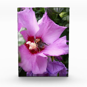 Bloc Photo Bumblebebe sur la fleur d'Hibiscus