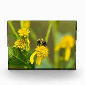 Bloc Photo Bumblebee (Devant)