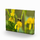 Bloc Photo Bumblebee (Droite)