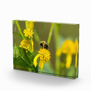 Bloc Photo Bumblebee