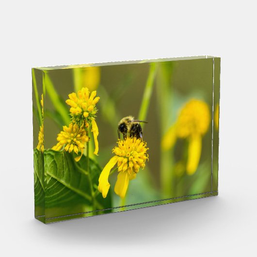 Bloc Photo Bumblebee (Gauche)