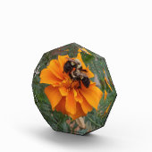 Bloc Photo Bumblebees on Marigold Flower (Droite)