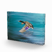 Bloc Photo Canard de Majard volant (Droite)