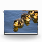 Bloc Photo Canards mignons à nager (Devant)