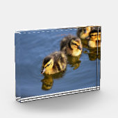 Bloc Photo Canards mignons à nager (Gauche)