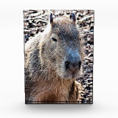 BLOC PHOTO CAPYBARA ANIMAL SAUVAGE (Devant)
