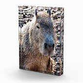 BLOC PHOTO CAPYBARA ANIMAL SAUVAGE (Droite)