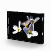 Bloc Photo Cardamine Pratensis Fleurs pbcna (Droite)