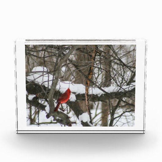 Bloc Photo Cardinal dans le Snowy Woods II (Devant)