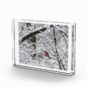 Bloc Photo Cardinal dans les bois de neige (Droite)
