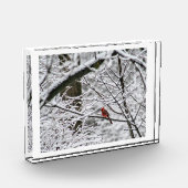 Bloc Photo Cardinal dans les bois de neige (Gauche)