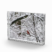 Bloc Photo Cardinal dans un arbre neigeux (Droite)