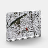 Bloc Photo Cardinal dans un arbre neigeux (Gauche)