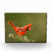 Bloc Photo Cardinal masculin sur le membre (Devant)