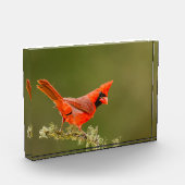 Bloc Photo Cardinal masculin sur le membre (Gauche)