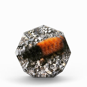 Bloc Photo Caterpillar d'ours laineux