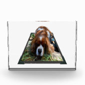 Bloc Photo Cavalier Sooky Face Spaniel, (Devant)