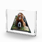 Bloc Photo Cavalier Sooky Face Spaniel, (Droite)