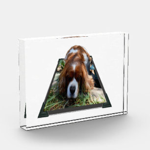 Bloc Photo Cavalier Sooky Face Spaniel,