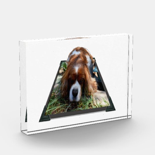 Bloc Photo Cavalier Sooky Face Spaniel, (Gauche)