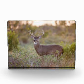 Bloc Photo Cerf à queue blanche | Automne au Texas (Devant)