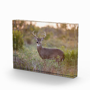 Bloc Photo Cerf à queue blanche Automne au Texas