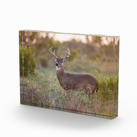 Bloc Photo Cerf à queue blanche | Automne au Texas (Droite)