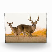 Bloc Photo Cerf à queue blanche | Automne au Texas (Devant)