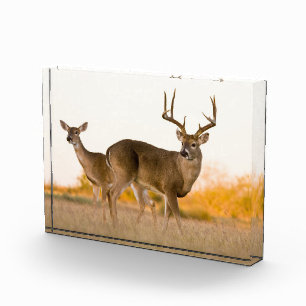 Bloc Photo Cerf à queue blanche Automne au Texas