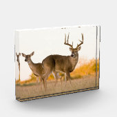 Bloc Photo Cerf à queue blanche | Automne au Texas (Gauche)