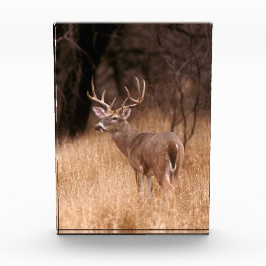 Bloc Photo Cerf à queue blanche | Choke Canyon State Park, TX (Devant)