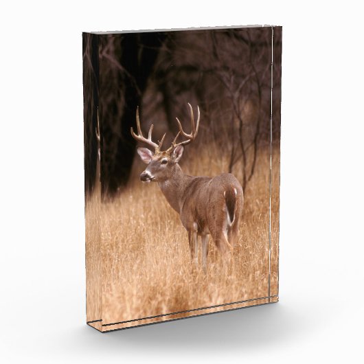 Bloc Photo Cerf à queue blanche | Choke Canyon State Park, TX (Gauche)