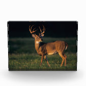 Bloc Photo Cerf à queue blanche | Choke Canyon State Park, TX (Devant)
