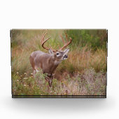 Bloc Photo Cerf à queue blanche en automne au Texas (Devant)