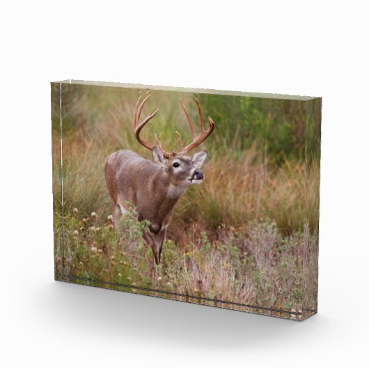 Bloc Photo Cerf à queue blanche en automne au Texas (Droite)