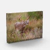 Bloc Photo Cerf à queue blanche en automne au Texas (Gauche)