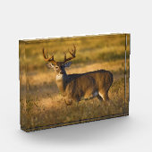 Bloc Photo Cerf à queue blanche | Sud du Texas (Gauche)