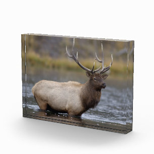 Bloc Photo Cerf élaphe traversant Parc national de Yellowst