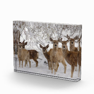 Bloc Photo Cerf Mule Wyoming