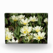 Bloc Photo Champ de tulipes blanches (Devant)