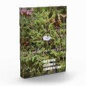 Bloc Photo Champignon Belknap avec citation (Gauche)