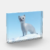 Bloc Photo Charme de la belette arctique (Gauche)