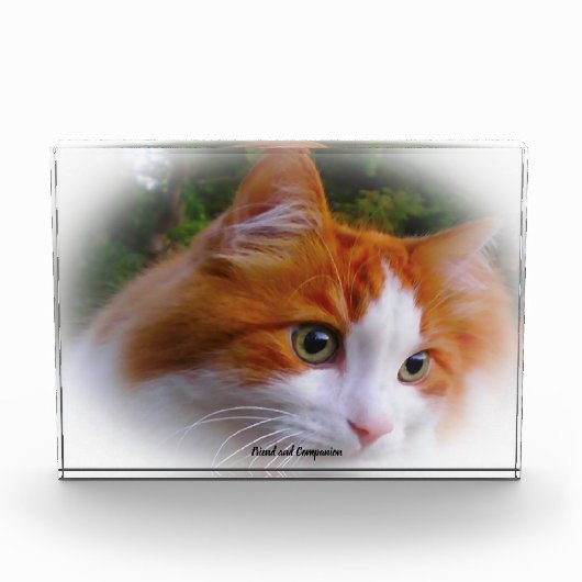 Bloc Photo Chat angora (Devant)