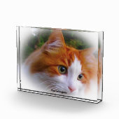 Bloc Photo Chat angora (Droite)