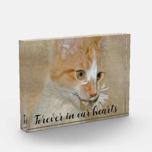 Bloc Photo Chat avec Daisy Pet Memorial (Gauche)
