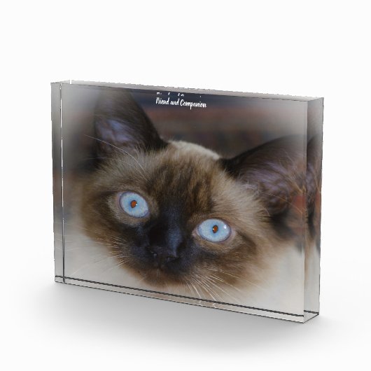 Bloc Photo Chat balinais (Droite)