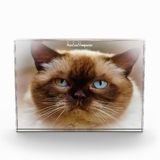Bloc Photo Chat British Shorthair (Devant)