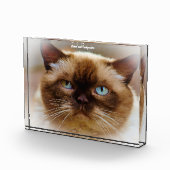 Bloc Photo Chat British Shorthair (Droite)