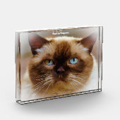 Bloc Photo Chat British Shorthair (Gauche)